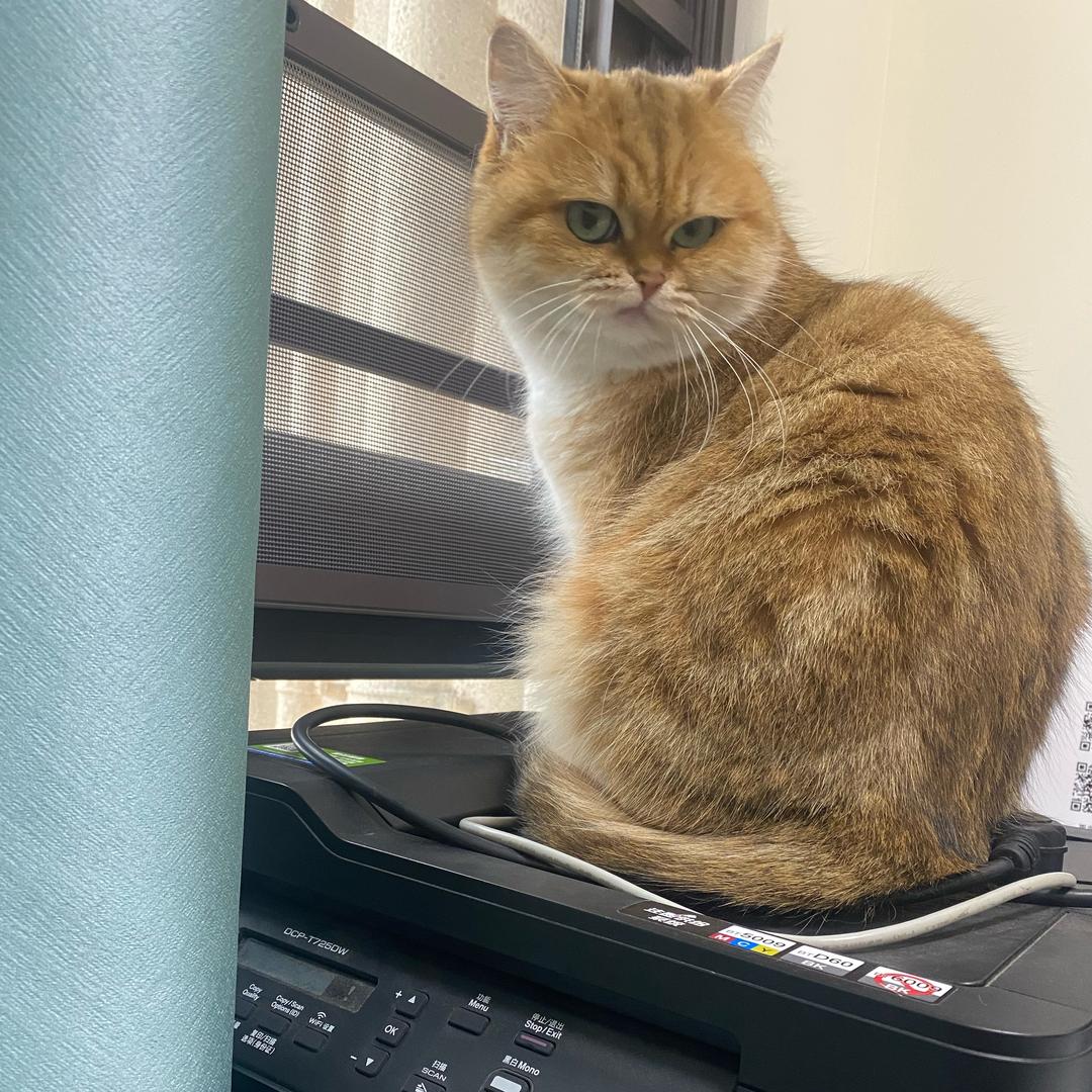 富贵猫主亿万万