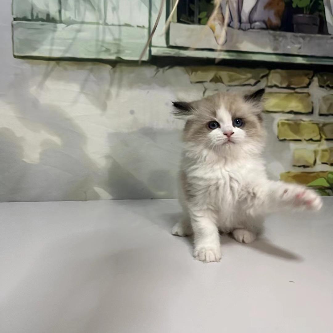 冰柠檬猫咪批发（苏州园区分店）