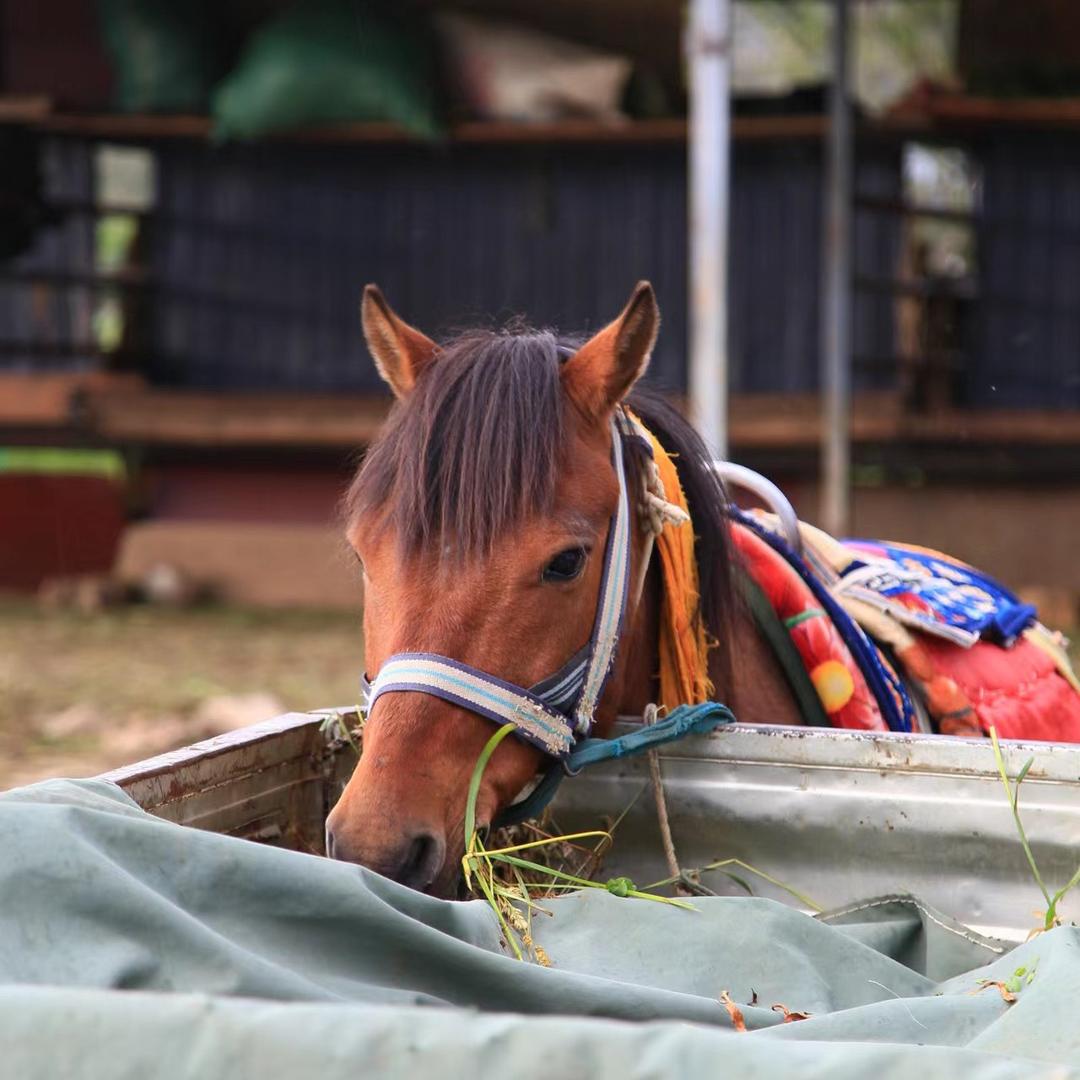 马🐎🐎