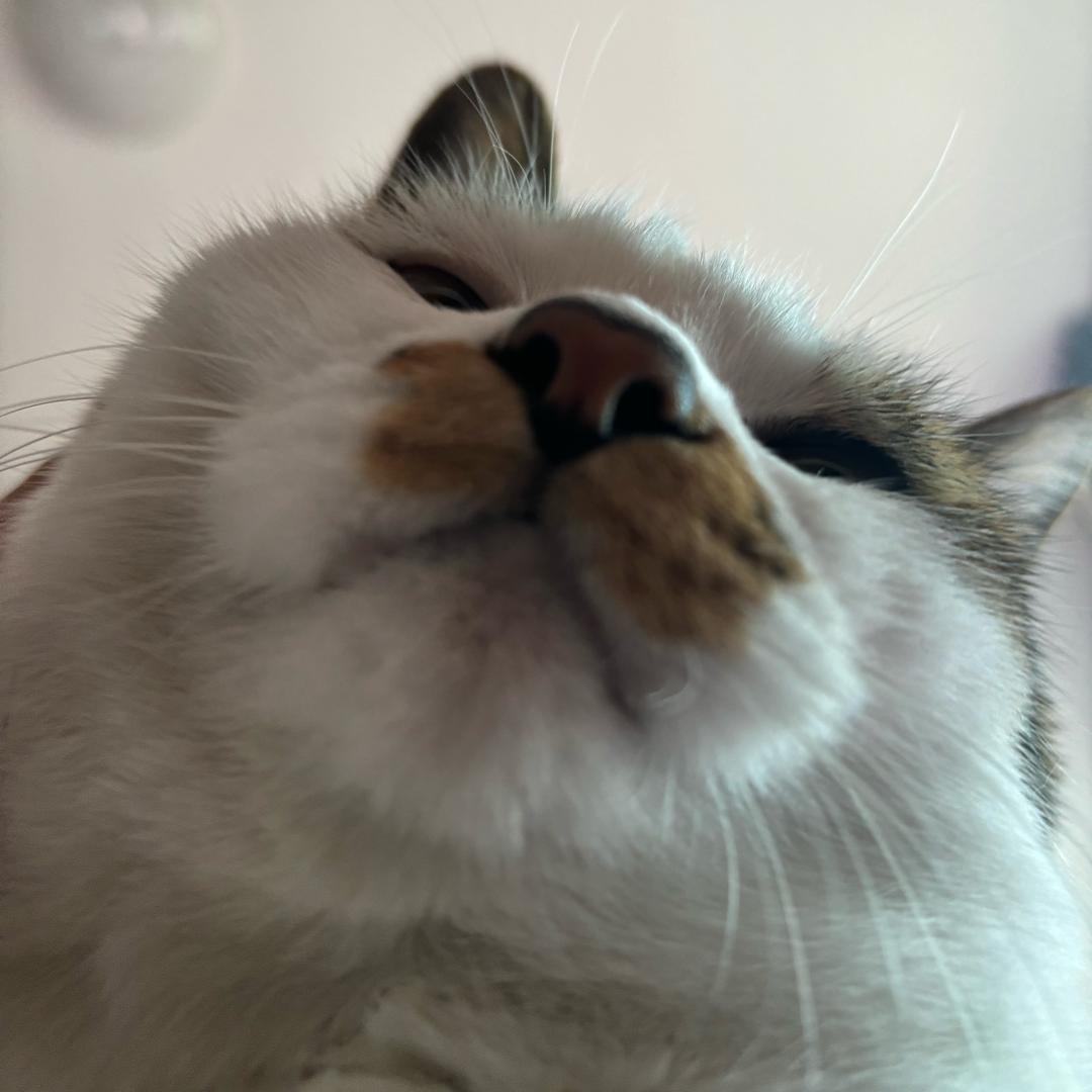 AAA纯情性感母蟑螂