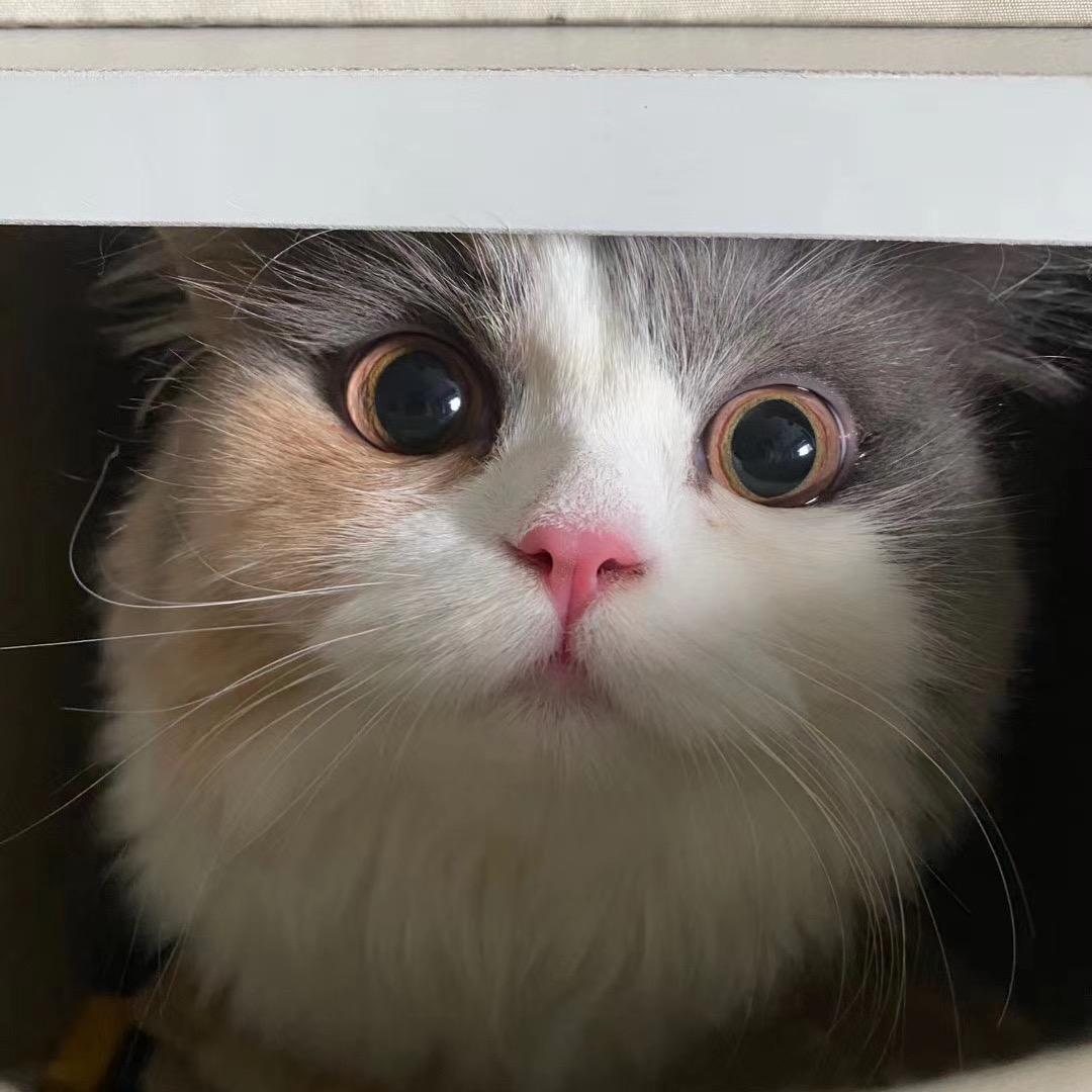 羽弥