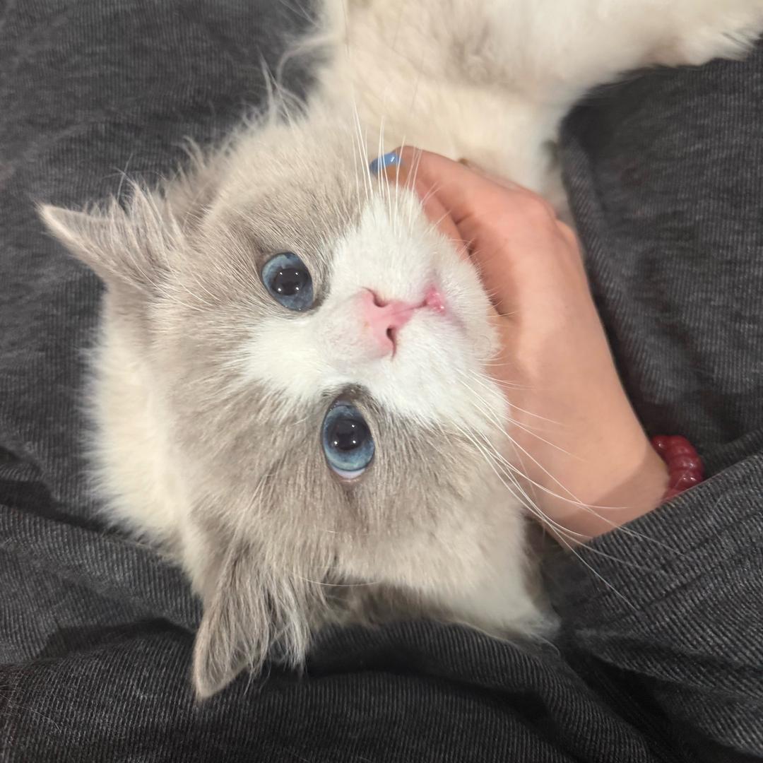 猫崽‧₊˚