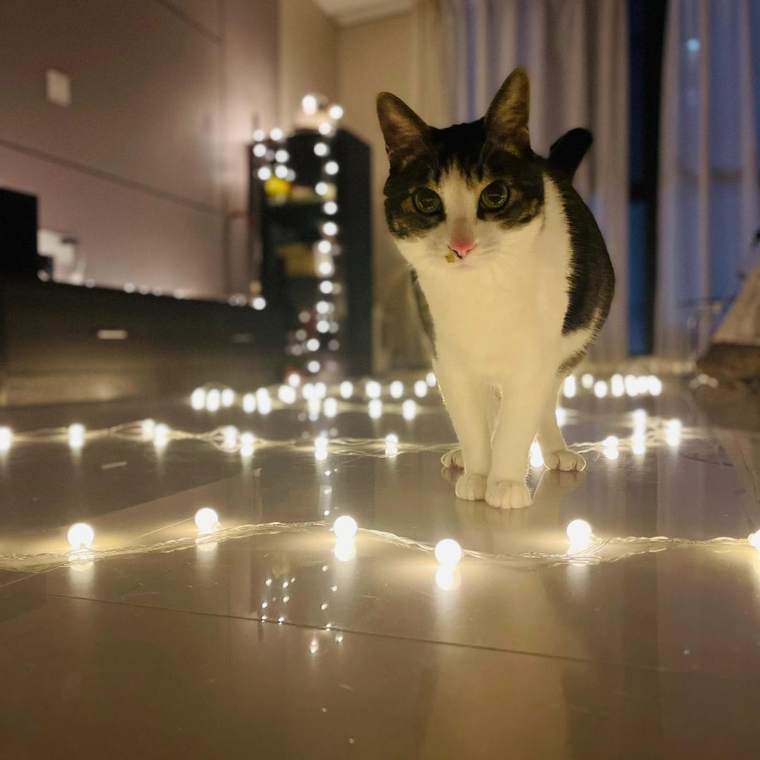 李狗蛋不骑狗