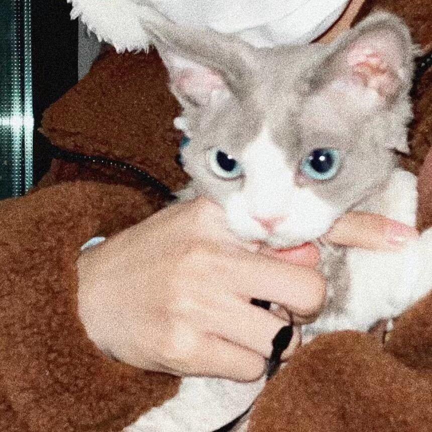 用🍊橙子味的猫