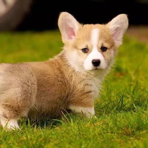 海城犬舍