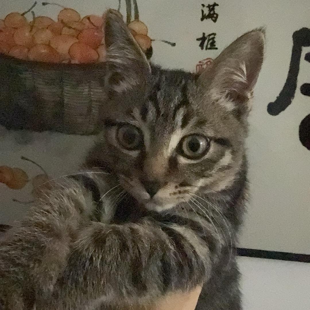 大鹏奥迪实用分享