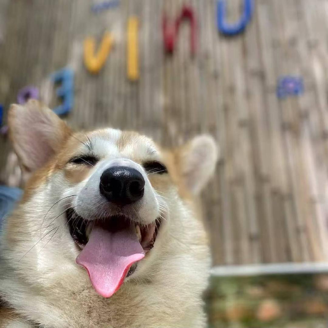 宠礼（日常版）