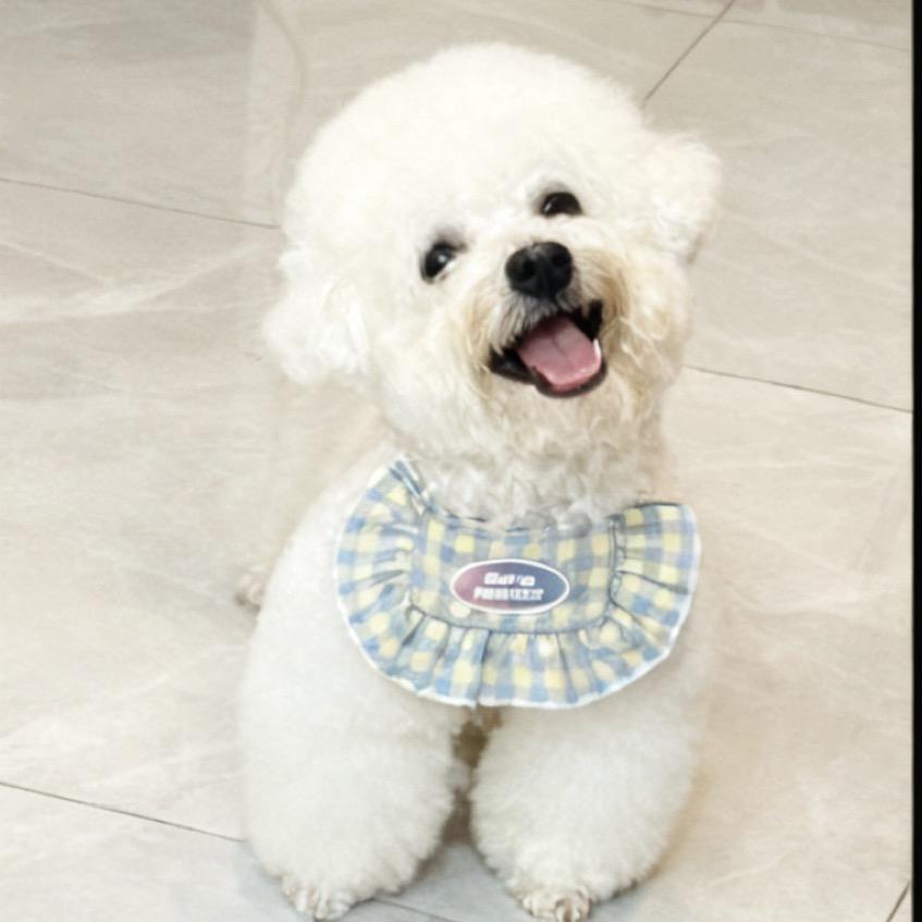 三五是只小臭🐶💤