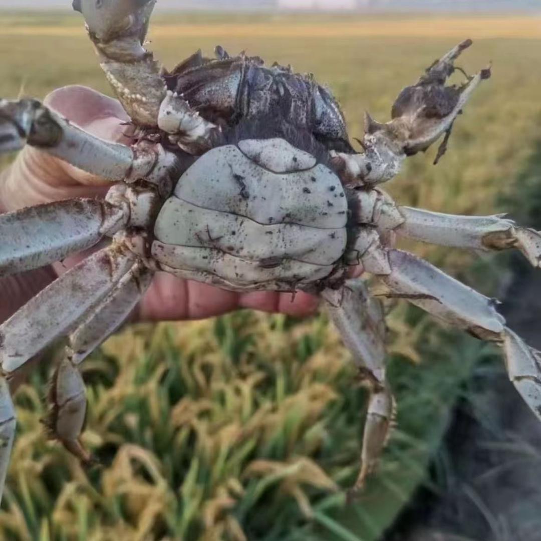 蟹鲜湾严选