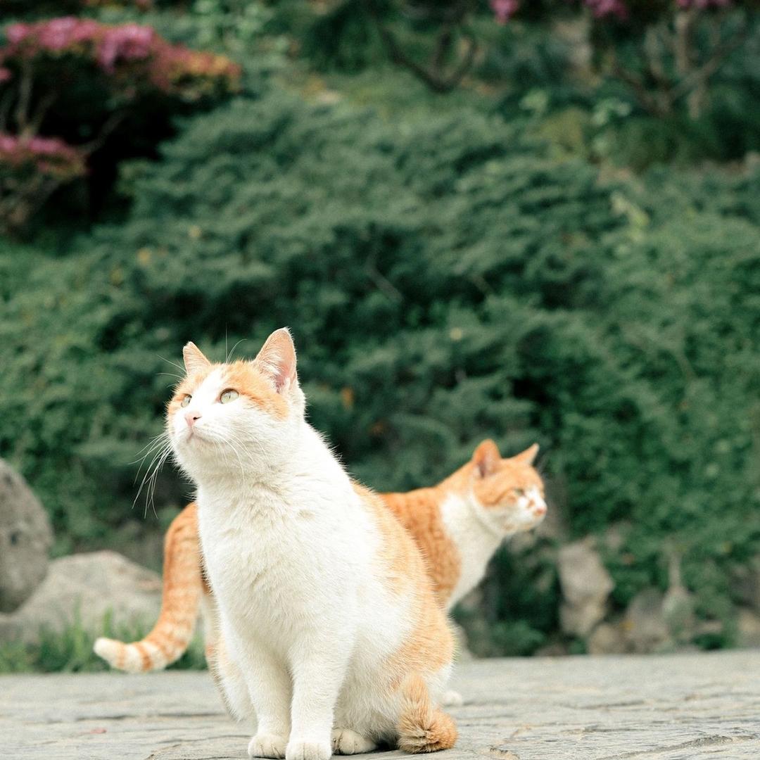 怡然自得的那个然