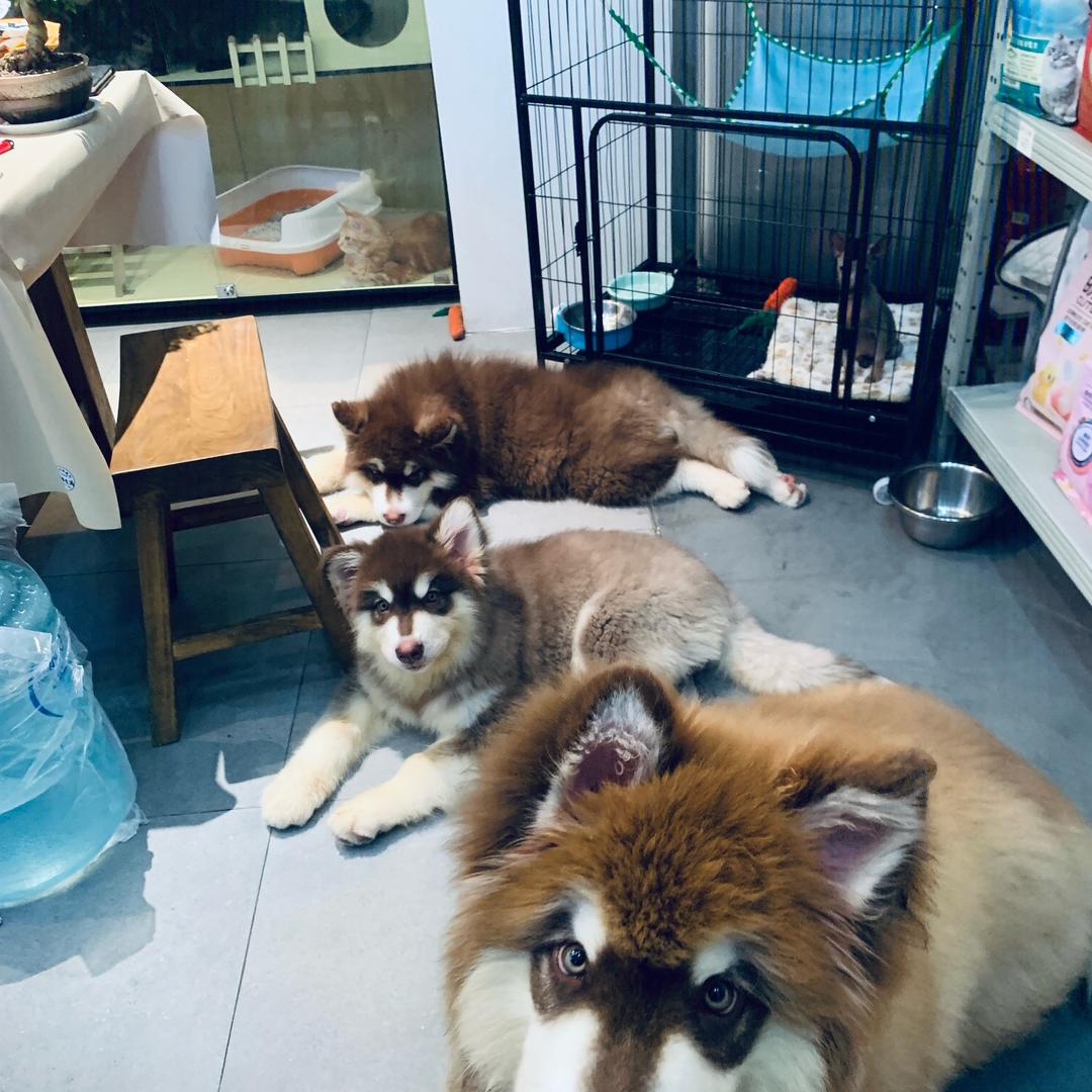 家有三只猪