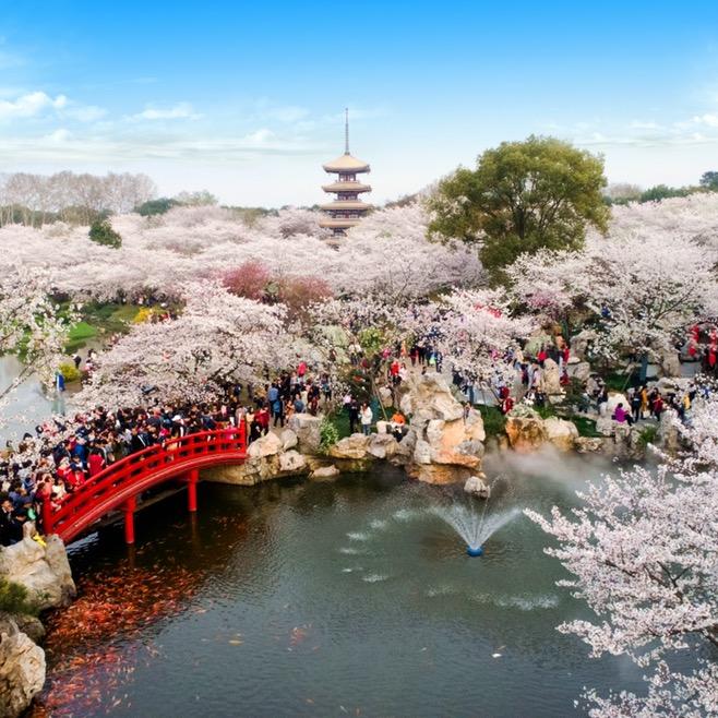 武汉东湖樱花园