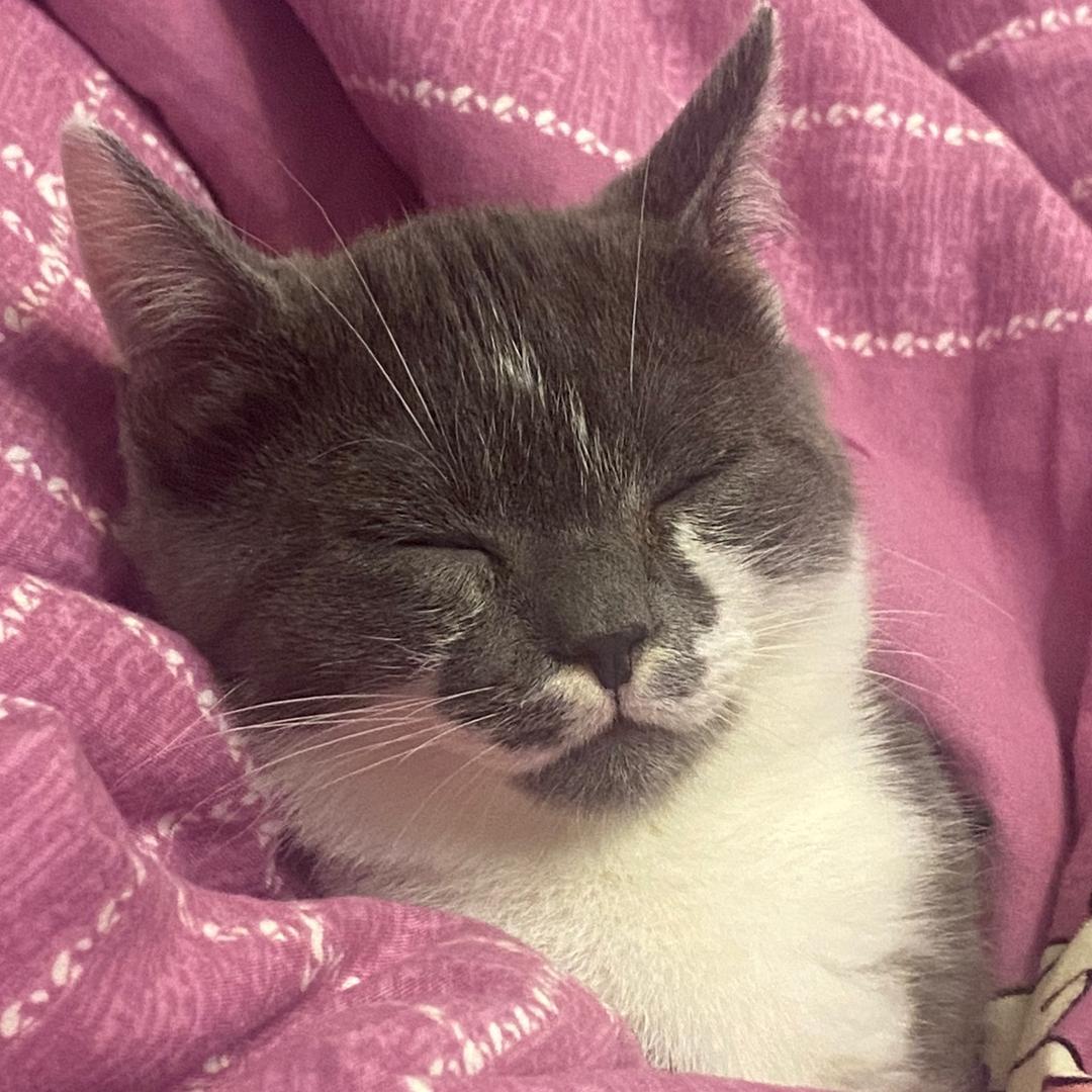 西元前的半岛铁盒