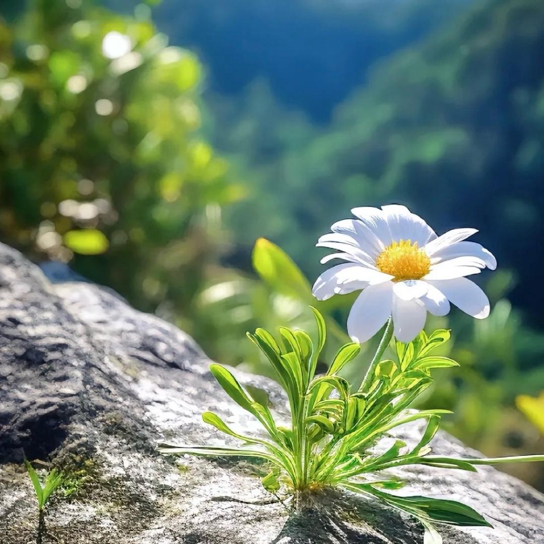 向阳花开