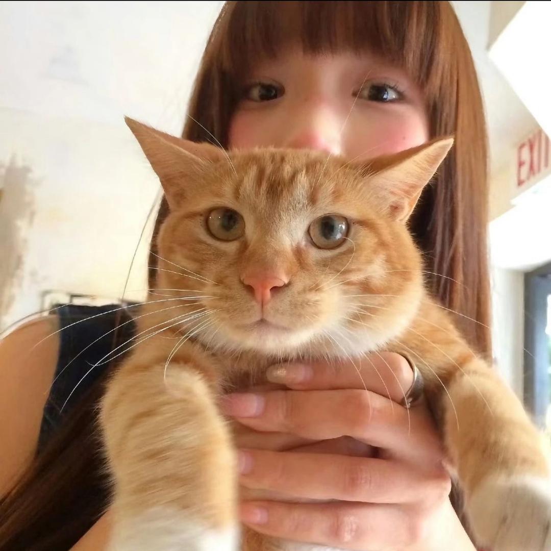 骂我的都是日本人