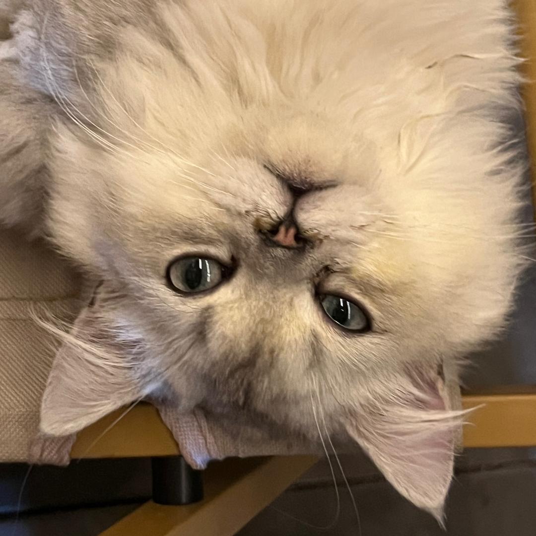 娃娃菜^