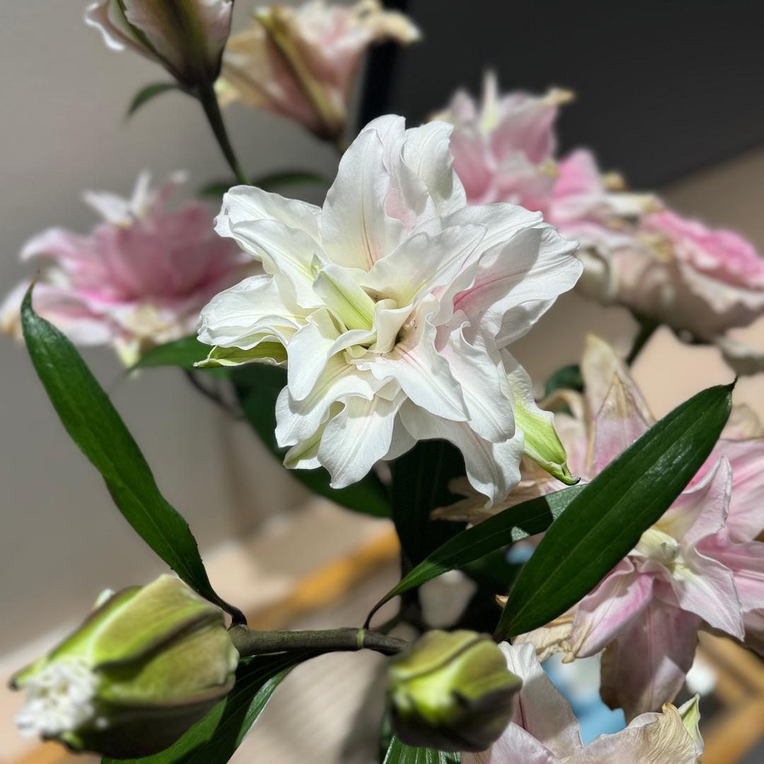好柿朵朵