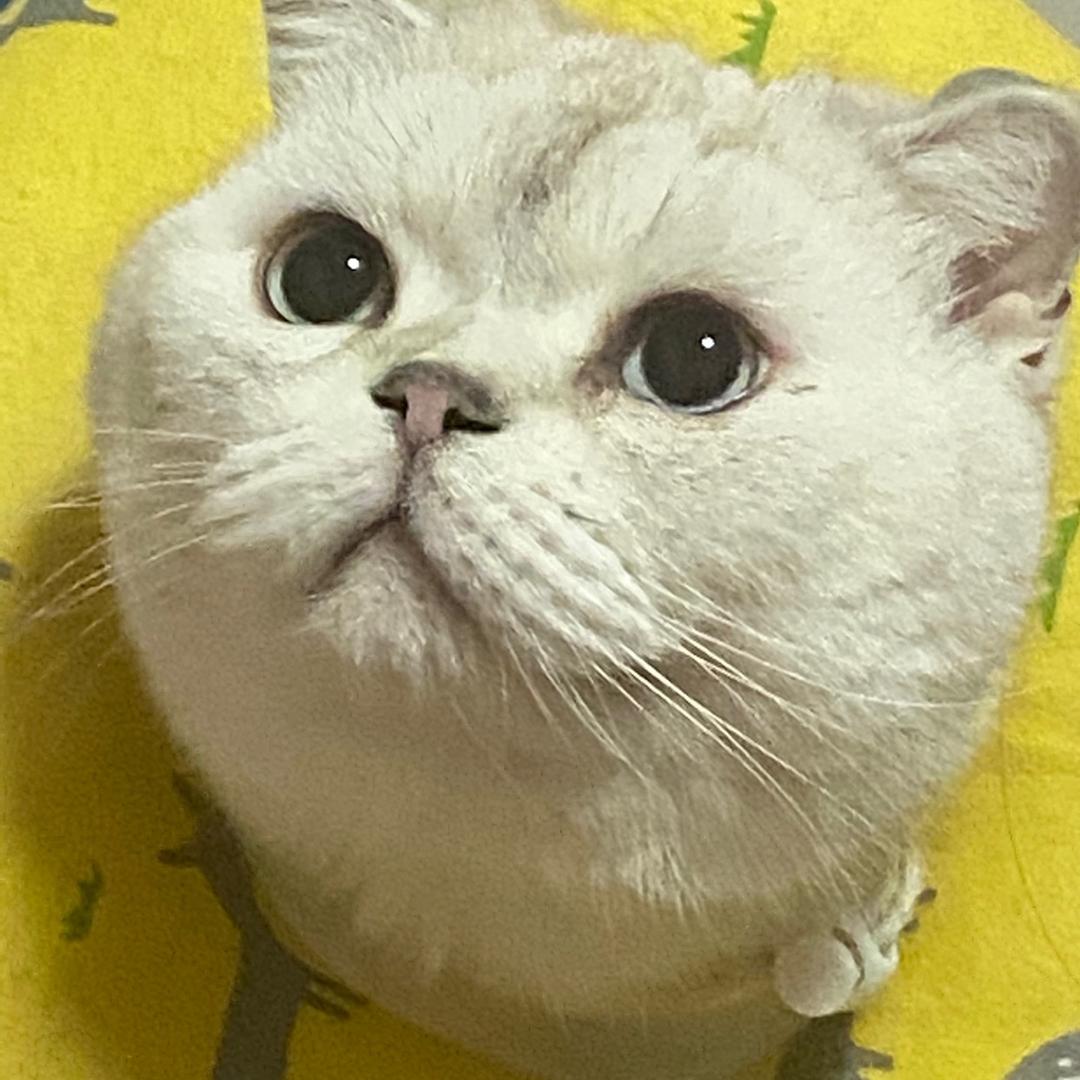 团团是大主播