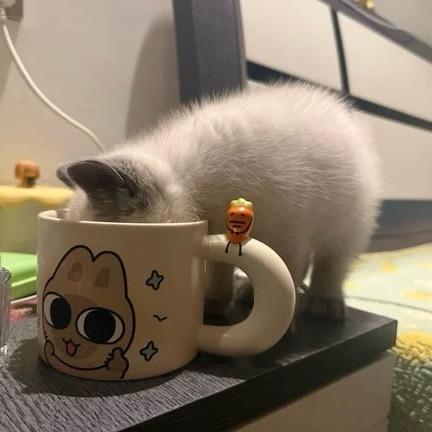 Lindo的成长日记