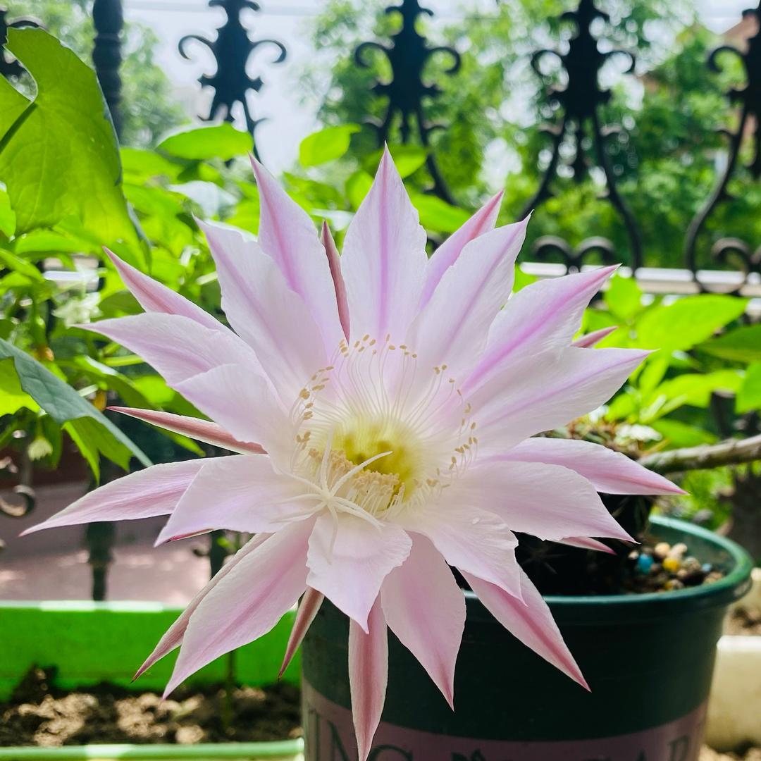 阳光下的向日葵🌻