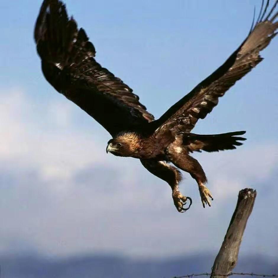 英雄杀腾飞（小号）