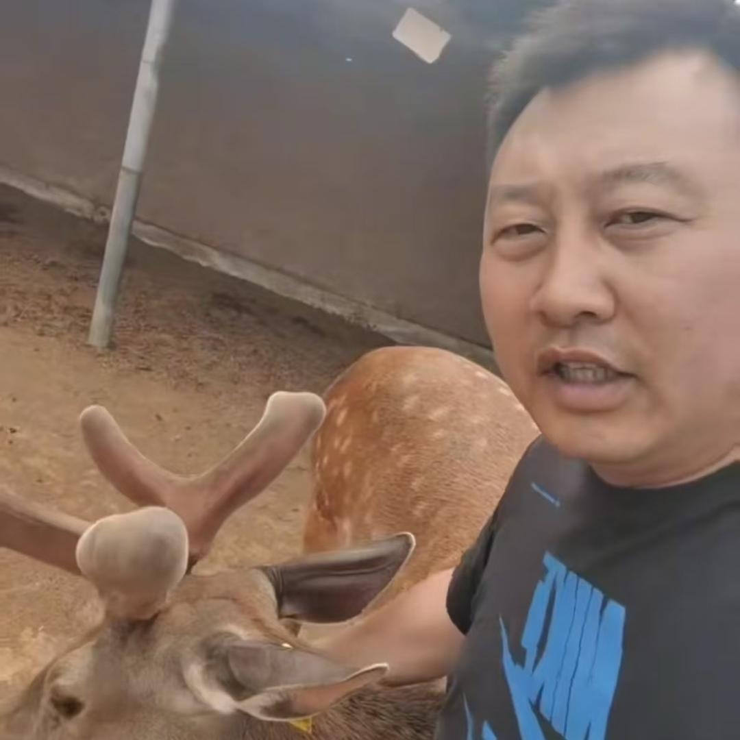 老舅说鹿🦌