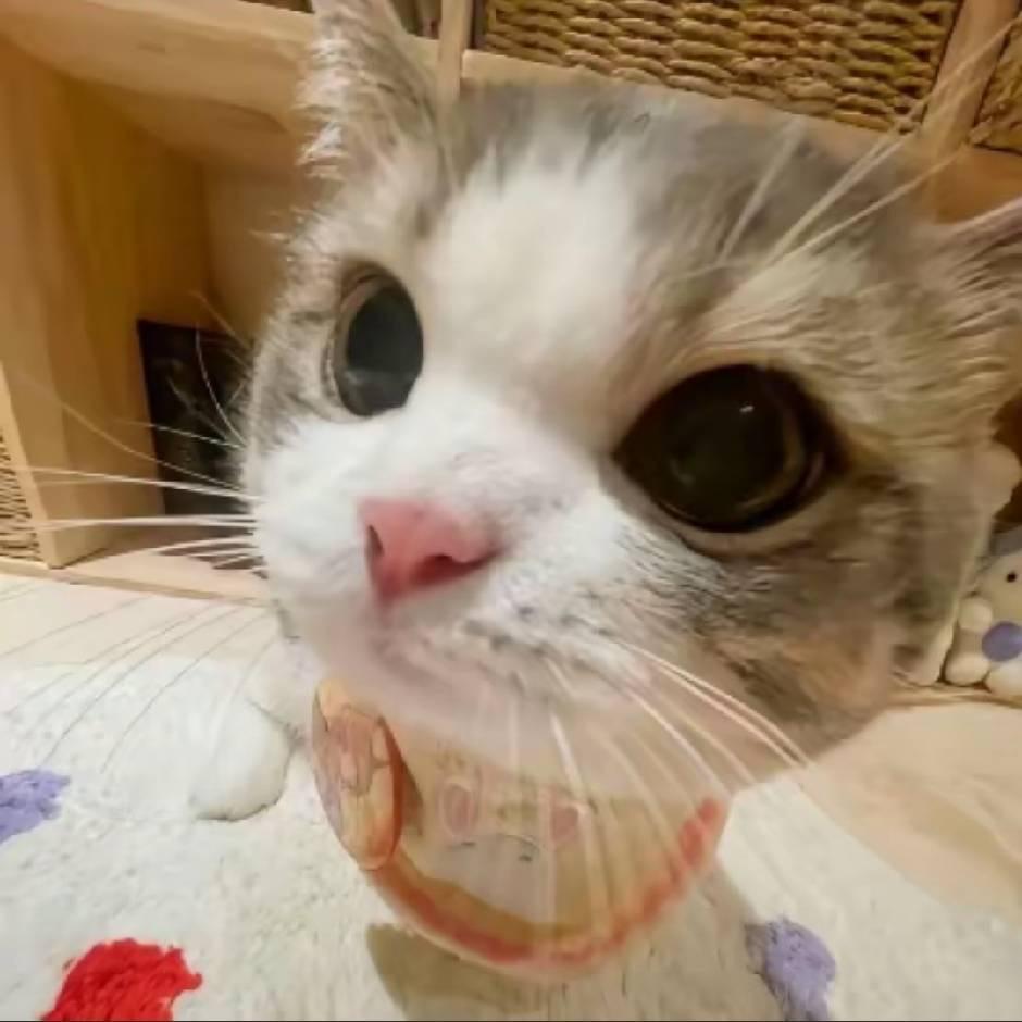炫舞鲨鲨