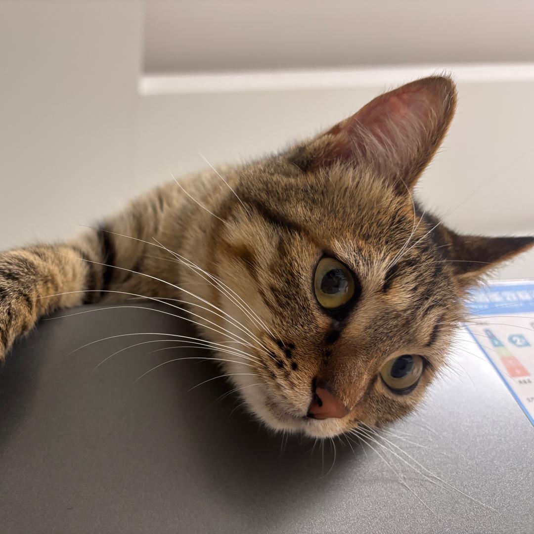 大绵杨໒𖦹ࡇ𖦹͛১