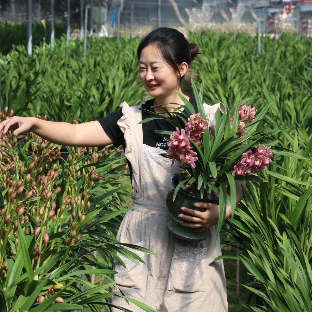 浩澄大花蕙兰种植基地