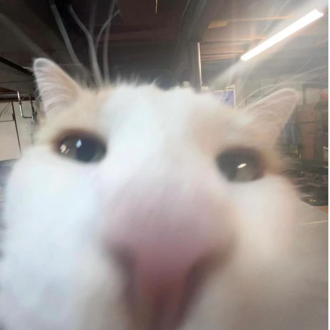 失败的猫猫侠