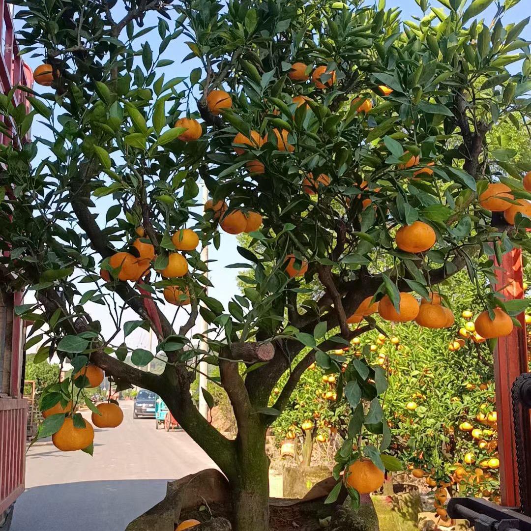桂林大橘苗木