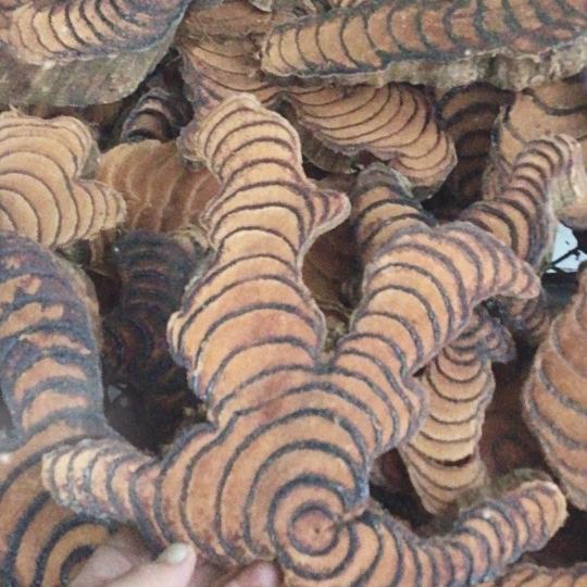 广西刘三姐野生山货店