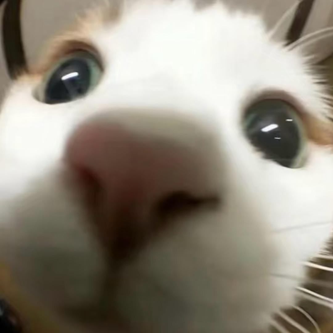 桃纭