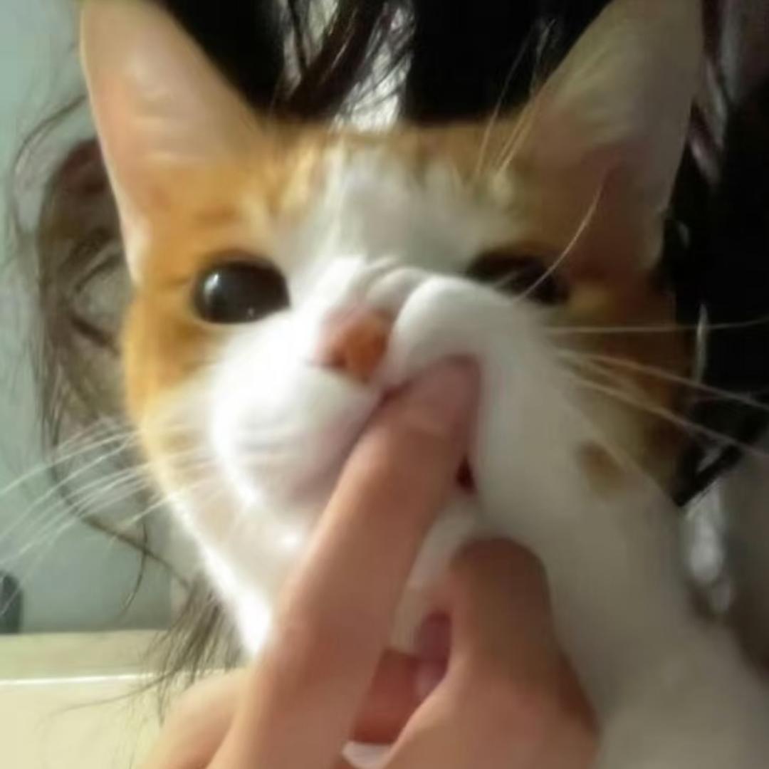 焦焦 ꪔ̤̫