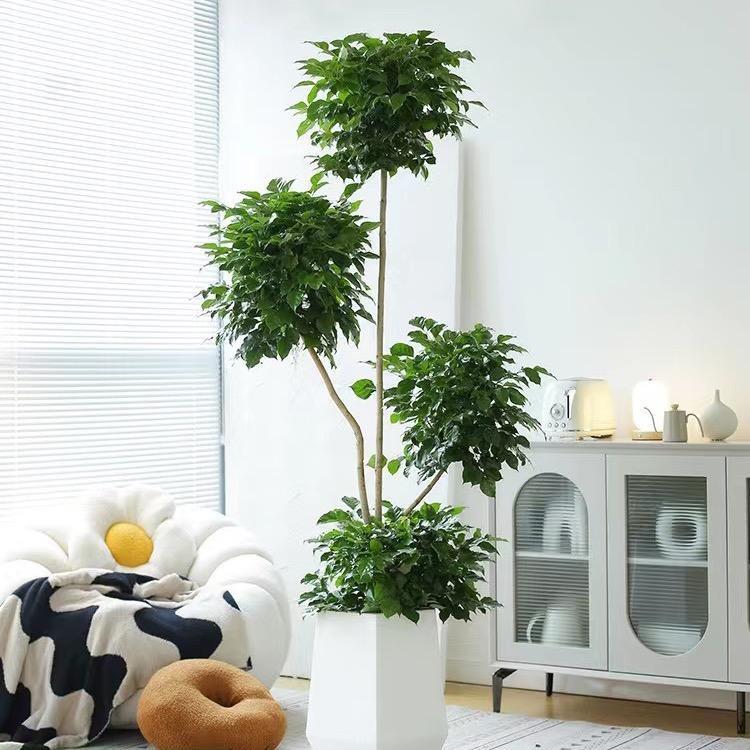邂逅清风