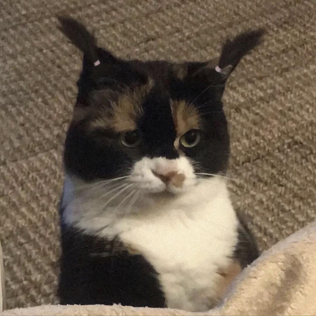 各种芝士换着做