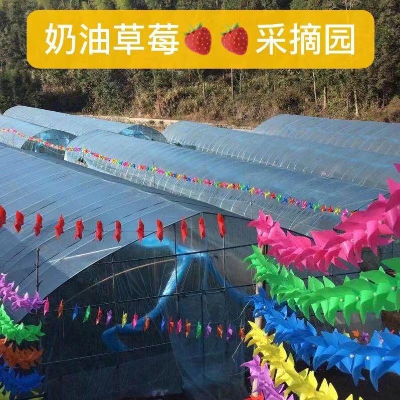 寿宁际头仔牛奶草莓园（种草莓的90小伙子