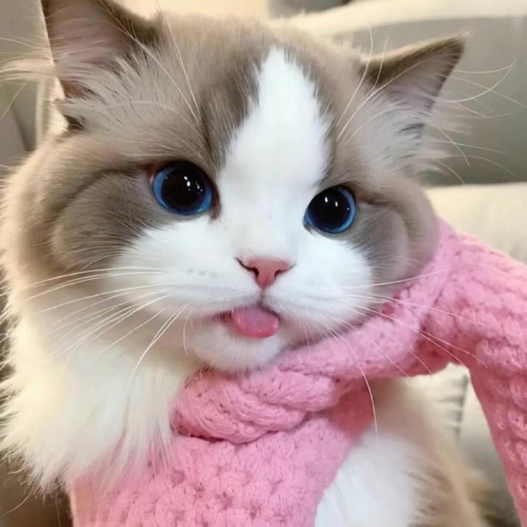 MS.T 糖家私宠（二号店）