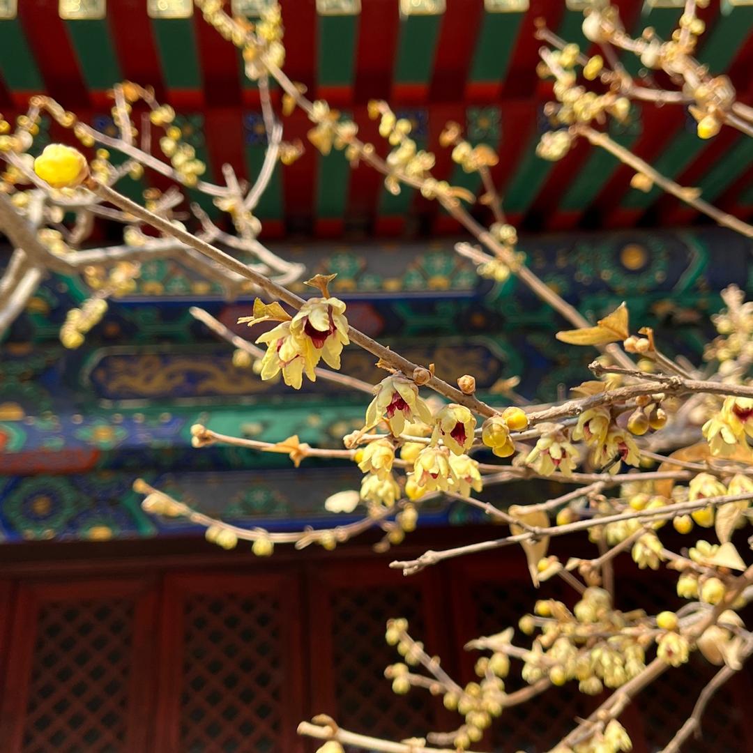 老松树