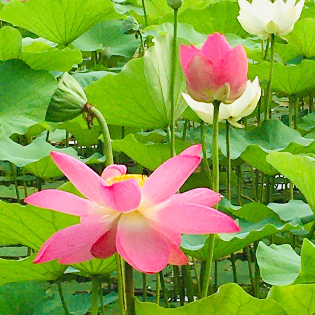 生活还是美好的