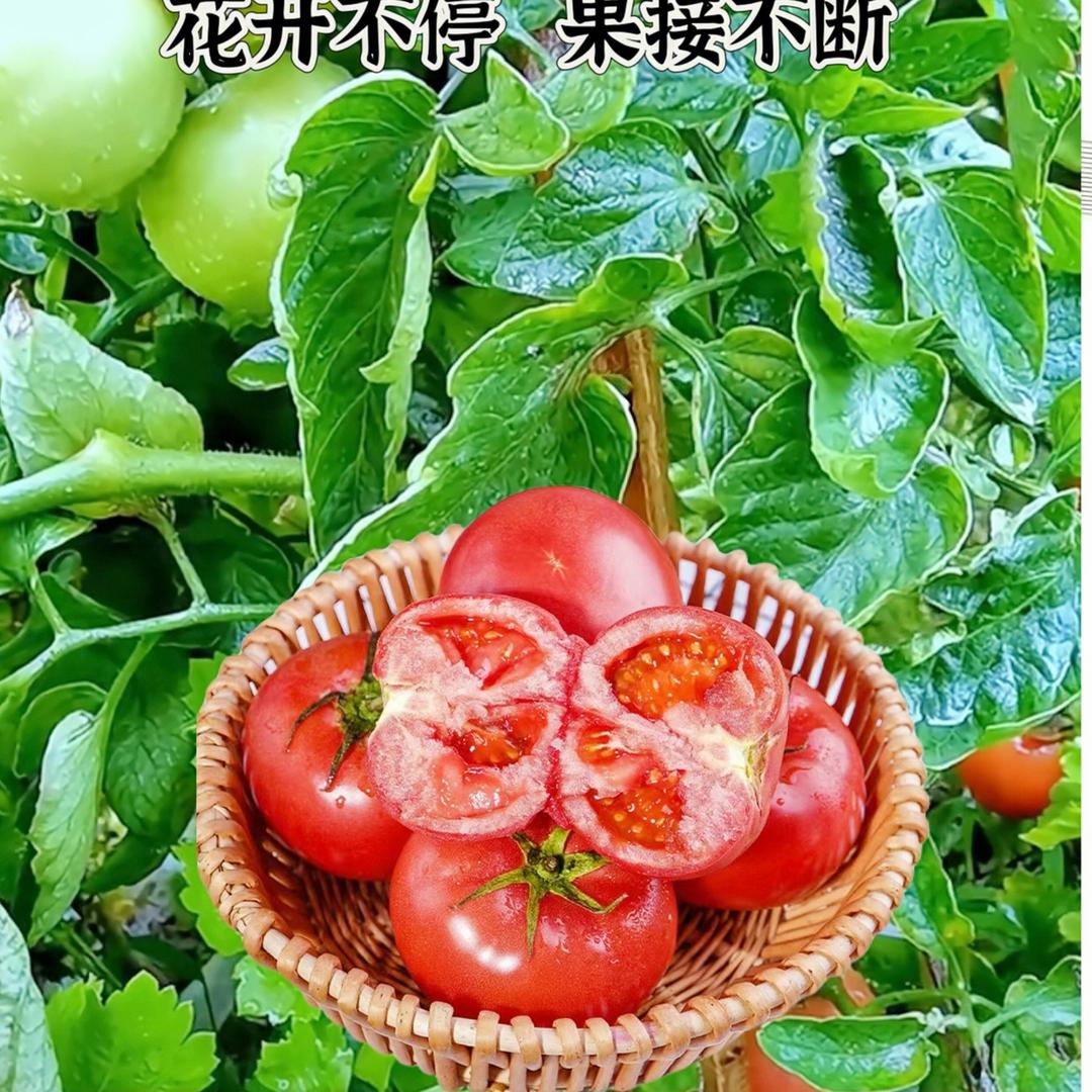 是黄二妹