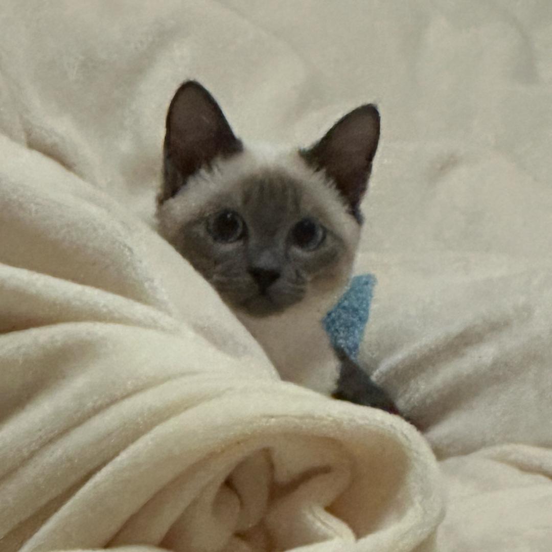 zy