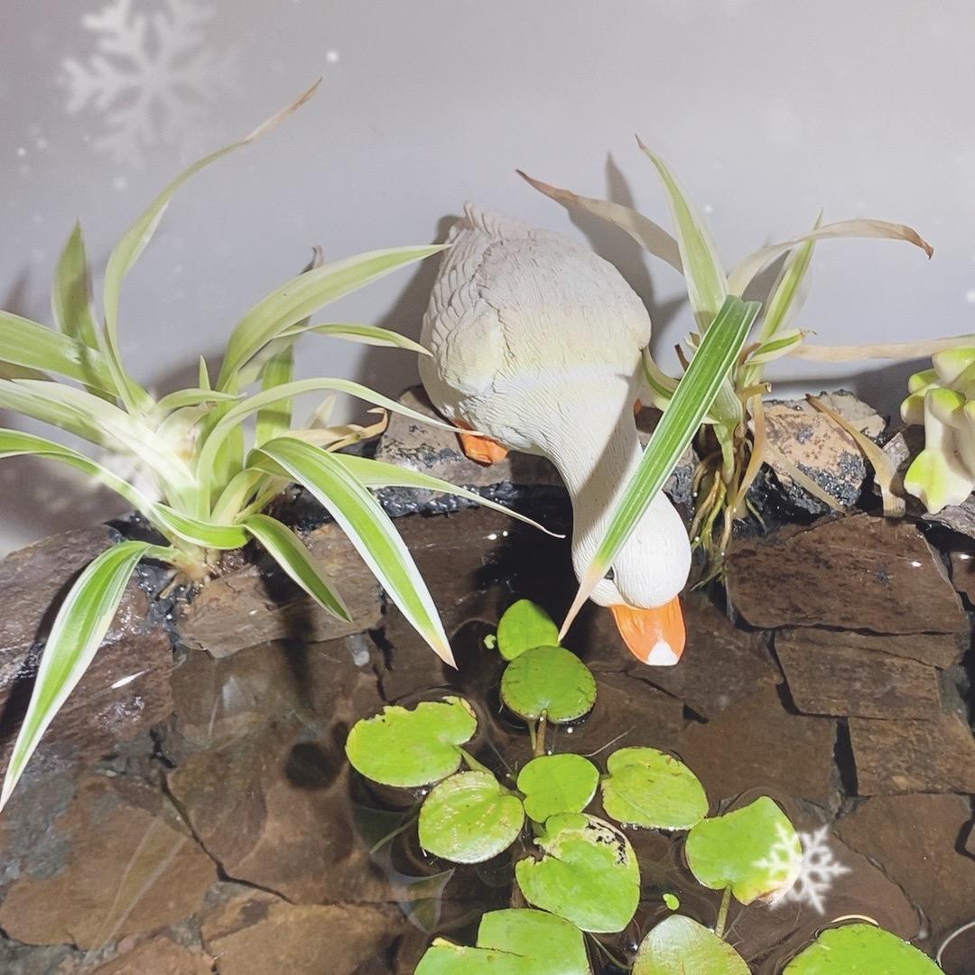 多余养鱼日记🐳