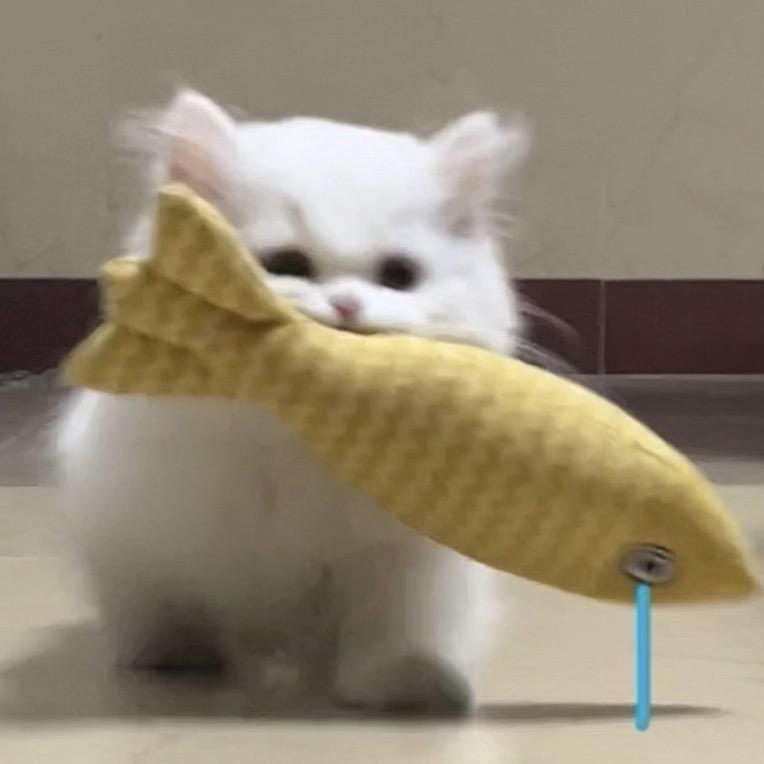 KK🐈