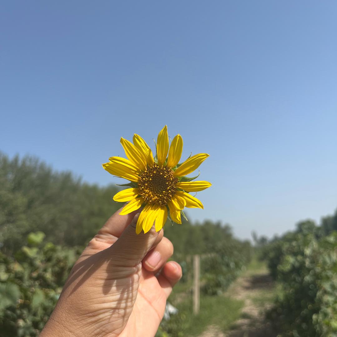 闲鱼不闲