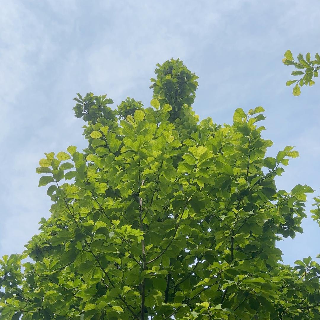 𝗲𝘃𝗲𝗿𝗹𝗲𝗮𝗳-青叶´