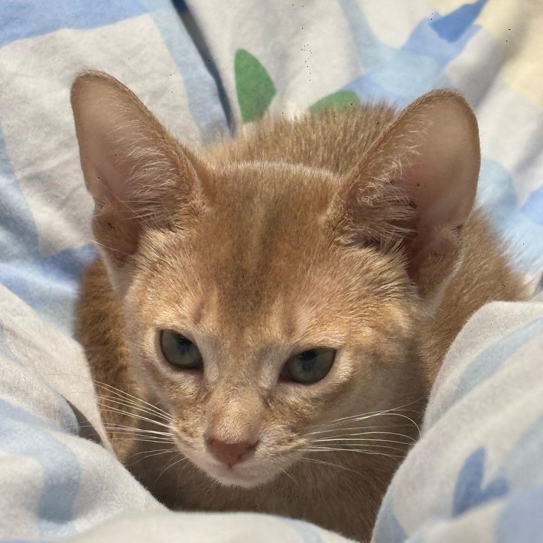 安猪视觉
