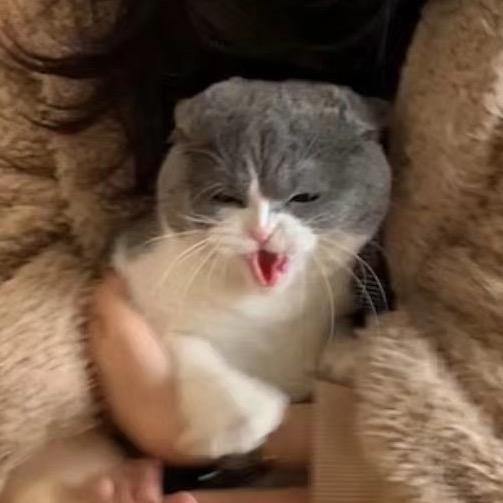 不是菲菲公主也不认识猪猪侠