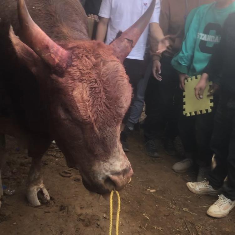 三界挣霸赛