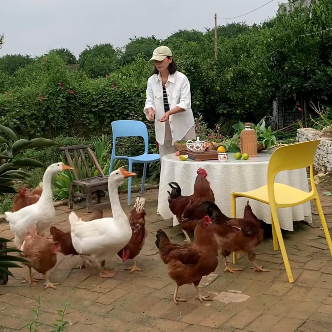 红梅小院.柑橘采摘